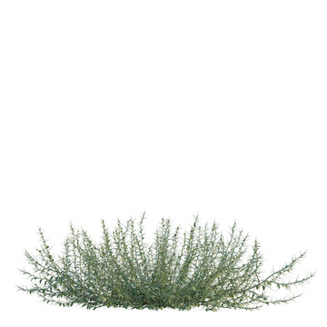 Alhagi sparsifolia tree, elevation, front view, cutout, transparent background, isolate, Detailed close-up of lush green shrubbery, perfect for landscaping and nature photography.