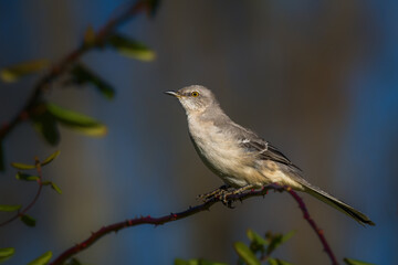 Obraz premium Northern mockingbird perched on a thin thorny branch with soft blurred background, showing gray plumage and bright yellow eye in natural sunlight.
