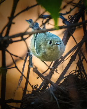 Ruby-crowned kinglet perched among tangled twigs with warm golden background light, showing its tiny round body and olive-green plumage in a natural woodland setting.