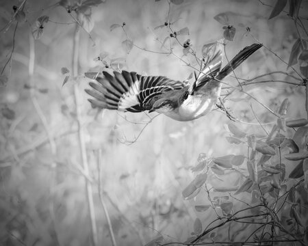 Black and white photo of a northern mockingbird in flight with wings spread among branches, capturing dynamic motion and feather detail in a natural woodland setting.