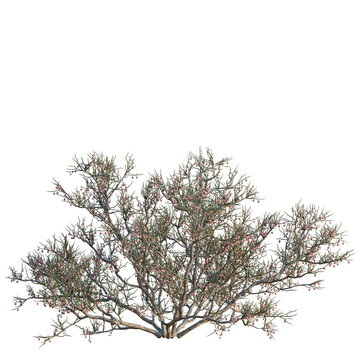 Calligonum junceum tree, elevation, front view, cutout, transparent background, isolate, Detailed illustration of a small cherry tree with red berries, branches, and leaves.