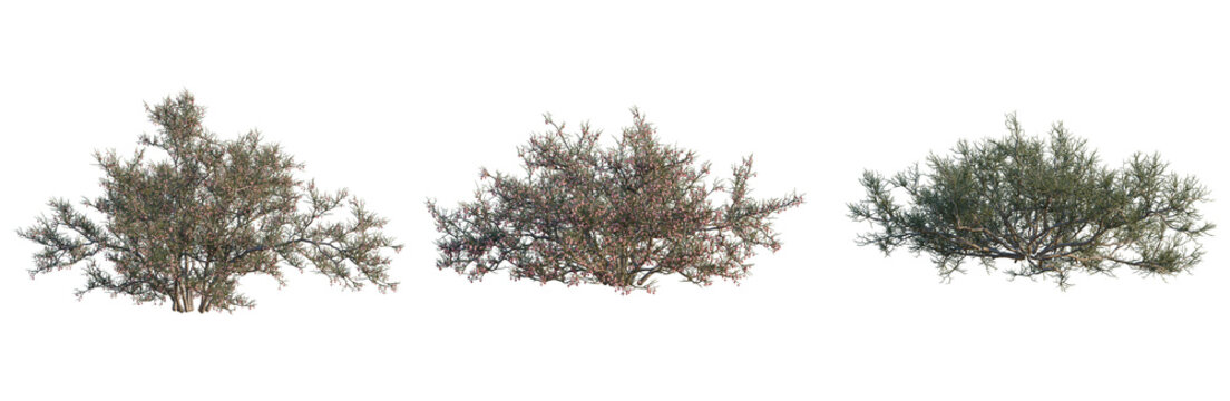 Calligonum junceum tree, elevation, front view, cutout, transparent background, isolate, Abstract tree branches with colorful leaves, detailed nature background for graphic design.