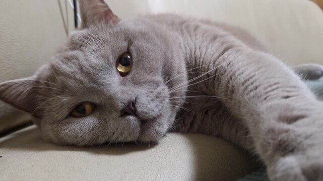 Lilac British Shorthair cat rests on a light-colored sofa with its eyes half-closed. Close-up shot captures the cat's thick, soft fur and calm, sleepy expression.