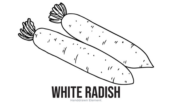 A hand-drawn illustration of two long white radishes with green leafy tops, presented on a white background.