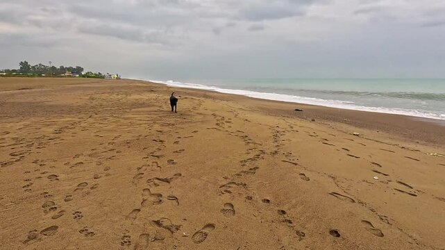 Lonely black dog exploring empty sandy beach