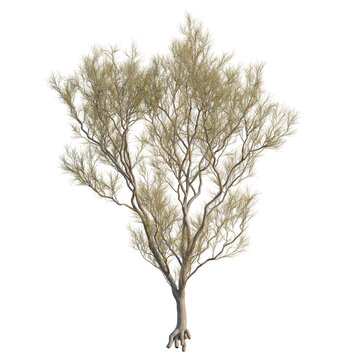 Haloxylon ammodendron tree, elevation, front view, cutout, transparent background, isolate, Old gnarled tree with exposed roots, detailed texture, nature background, botanical illustration