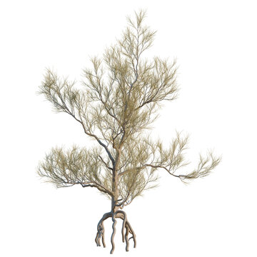 Haloxylon ammodendron tree, elevation, front view, cutout, transparent background, isolate, Gnarly Tree Roots - Detailed Close-Up of Ancient Wood Texture and Natural Growth Pattern