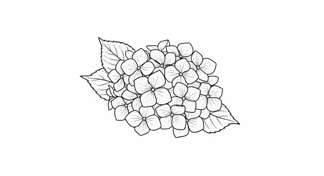 Detailed line drawing of a cluster of hydrangeas with leaves