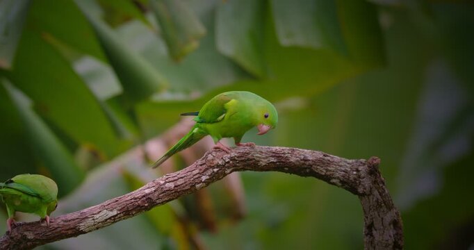 Two Plain Parakeet (Brotogeris tirica) Close-Up Sitting on a branch in Tropical Rainforest	
