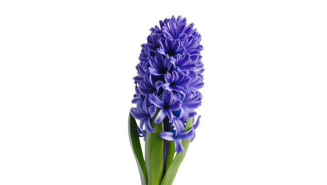 Vibrant purple hyacinth flower with green stem, isolated on transparent background