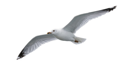 Fototapeta premium Graceful white seagull with black wingtips in flight, isolated on transparent background