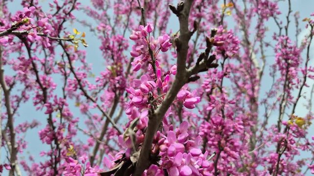 blossoms of Cercis siliquastrum (Judas tree) in spring	
