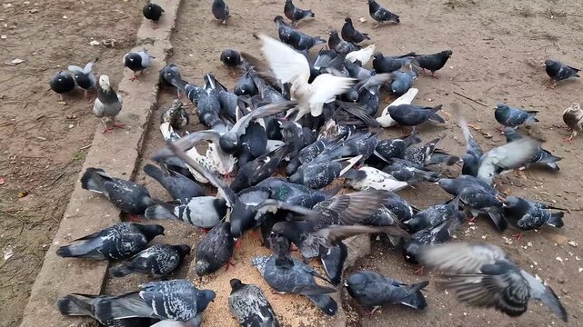 Flock of urban pigeons eagerly eats seeds scattered on a dirt ground. Birds jostle and flap their wings in a chaotic feeding frenzy.