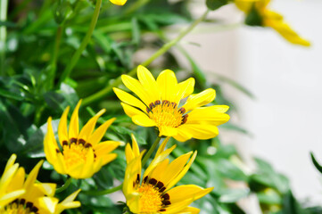 Obraz premium Gazania, Asteraceae or Clear Orange or Gazania rigens, Gazania rigens L Gaertn Clear Orange or yellow and orange flower