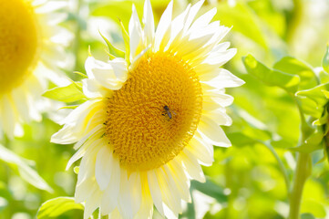 Obraz premium White Sunflower, sunflower or Asteraceae or H annuus or Helianthus annuus L or Helianthus annuus ProCut White Nite or white flower and sky