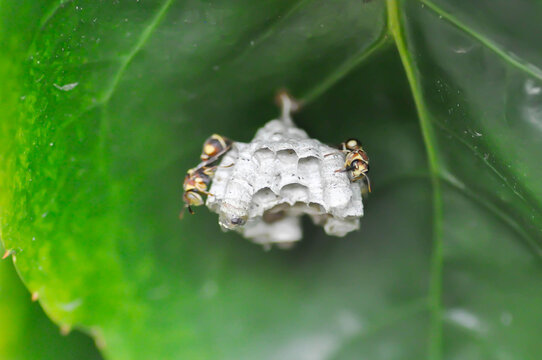 wasp and the wasps nest on a leaf or insect on Polyscias scutellaria leaf