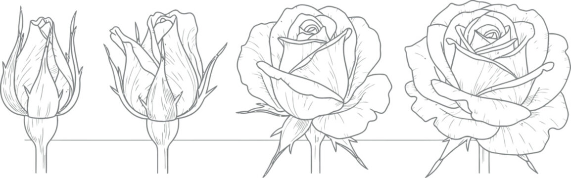 Illustrative sequence showcasing the beautiful natural growth process of a rose flower blooming from a tightly closed bud through various stages to a fully opened, vibrant blossom.
