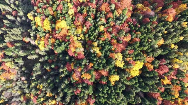 Top-down aerial shot of colorful fall forest canopy with evergreen and deciduous trees.