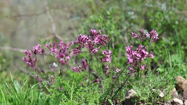 Vibrant Carpet: Egyptian Catchfly (Silene Aegyptiaca) Wildflowers in a Meadow