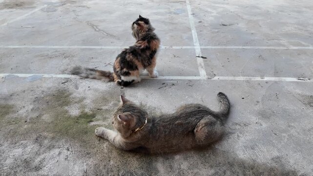 Calico and Gray Cats Relaxing on Concrete Outdoor Moments of Lying and Standing Pets with Fluffy Fur