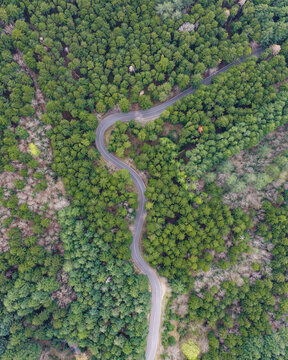 Aerial view of a winding asphalt road snaking through a dense green forest with lush pine trees and natural patterns Vallombrosa, Tuscany, Italy.