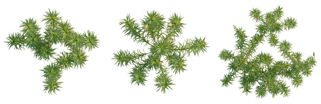 Polytrichum commune tree plan, top view, cutout, transparent background, isolate, Detailed close-up of vibrant green pine needles, showcasing intricate textures and natural beauty.