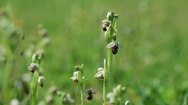 Multiple Wild Woodcock Orchids (Ophrys umbilicata) in a Green Meadow