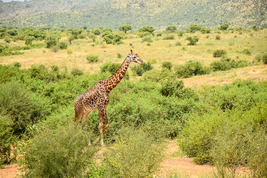 Giraffe (Giraffa camelopardalis) standing in African savanna