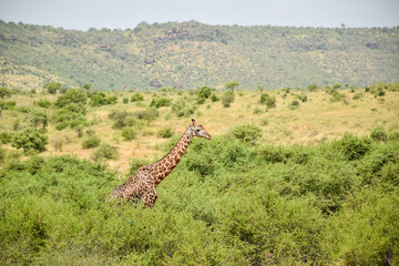 Obraz premium Giraffe (Giraffa camelopardalis) in African savanna landscape