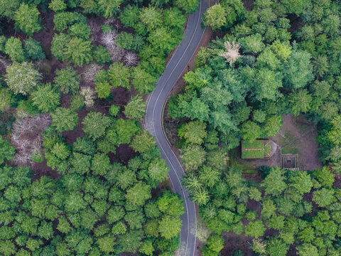 Aerial view of a winding road cutting through a dense coniferous forest with a small stone building Vallombrosa, Tuscany, Italy.