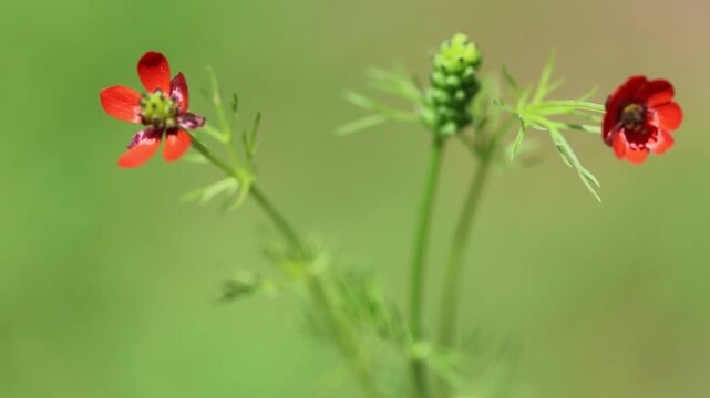 Adonis aestivalis, the summer pheasant's-eye, is a medicinal and ornamental plant	
