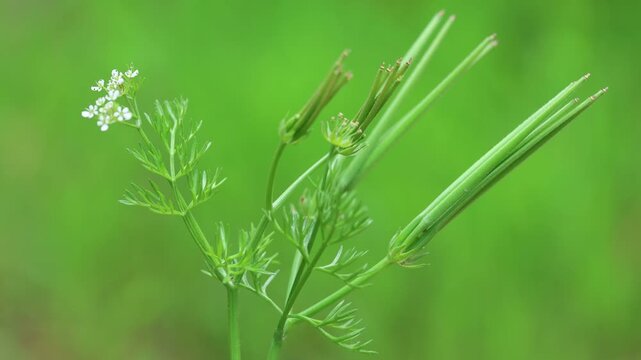 Natural Geometry: Shepherd's Needle (Scandix Pecten-Veneris) with Long Seed Pods