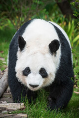Obraz premium Giant Panda Walking and Active at Chengdu Panda Base in Sichuan, China