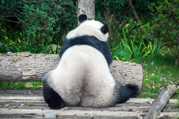 Back view of giant panda sitting quietly, fluffy black and white wild animal at Chengdu base, Sichuan © Yi