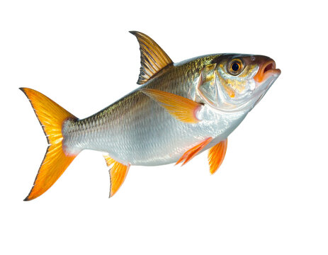 Cattlefish (fish) highlighted in orange and silver with distinct fins