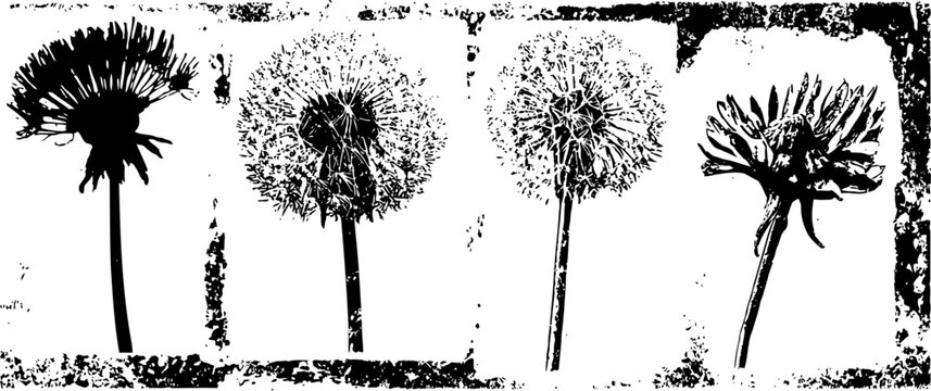 black and white illustration of dandelion flowers in various stages of bloom and seed dispersal