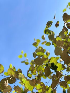 A natural tapestry of green Bidara leaves. The detailed botanical texture emphasizes the complex organic structure and light effects