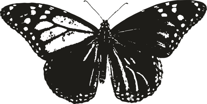 monarch butterfly with detailed wing patterns resting on white background, insect nature close up