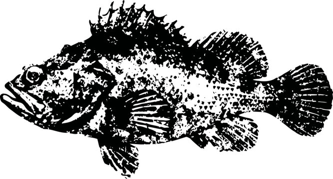 Detailed black and white illustration of a scorpionfish with spiny fins and textured body