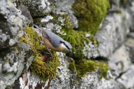 Nuthatch - Hermitage Castle Hawick