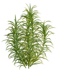Obraz premium Polytrichum commune tree, elevation, front view, cutout, transparent background, isolate, Delicate fern leaves pattern, detailed close-up, natural green texture, botanical illustration, spring nature