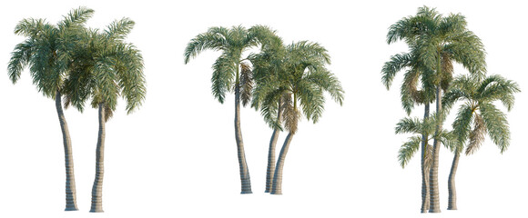 Obraz premium Wodyetia bifurcata tree, elevation, front view, cutout, transparent background, isolate, Detailed close-up of lush green palm trees in a tropical forest, high resolution