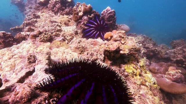 Striking crown of thorns Acanthaster planci starfish glides gracefully across a vibrant coral reef, showcasing the intricate aquatic life flourishing in ocean depths
