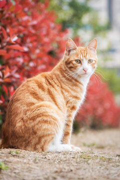 Stray Cat Sitting on Campus Looking Into the Distance