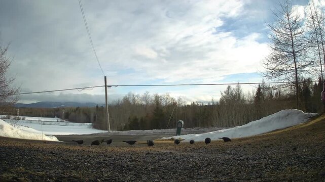 A flock of Common Grackles feeds on a gravel driveway before suddenly taking flight to perch on bare winter trees. Includes rural mailbox, slushy snow, and overcast sky.