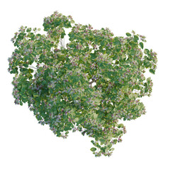 Obraz premium Clerodendrum trichotomum fargesii tree plan, top view, cutout, transparent background, isolate, Close-up of a healthy vibrant basil plant with lush green leaves, perfect for culinary use.