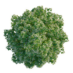 Obraz premium Clerodendrum trichotomum fargesii tree plan, top view, cutout, transparent background, isolate, Detailed aerial view of a lush green tree canopy with intricate leaf patterns.