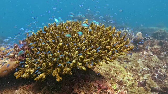 A dazzling swarm of tiny blue damselfish flits around a magnificent staghorn coral, revealing a bustling marine ecosystem thriving in sunlit ocean depths