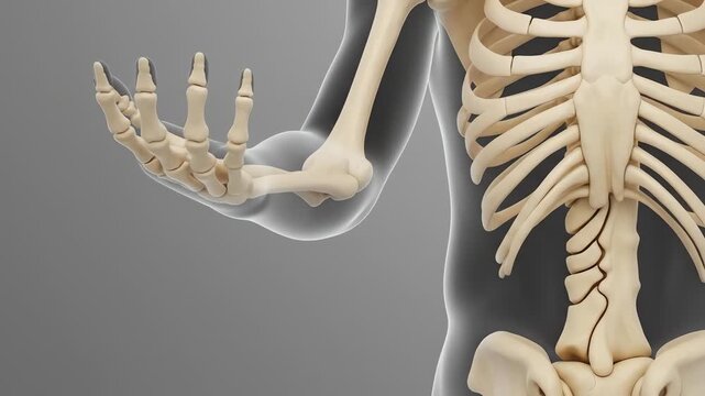 Close-up view of a human skeleton's arm and rib cage, highlighting the intricate bone structure.