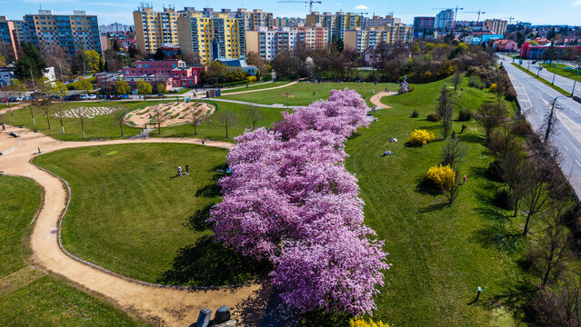 Aerial view of vibrant pink blossoms stretch across the verdant landscape near Chodov, contrasting with the urban skyline, Prague, Prague, Czechia.
